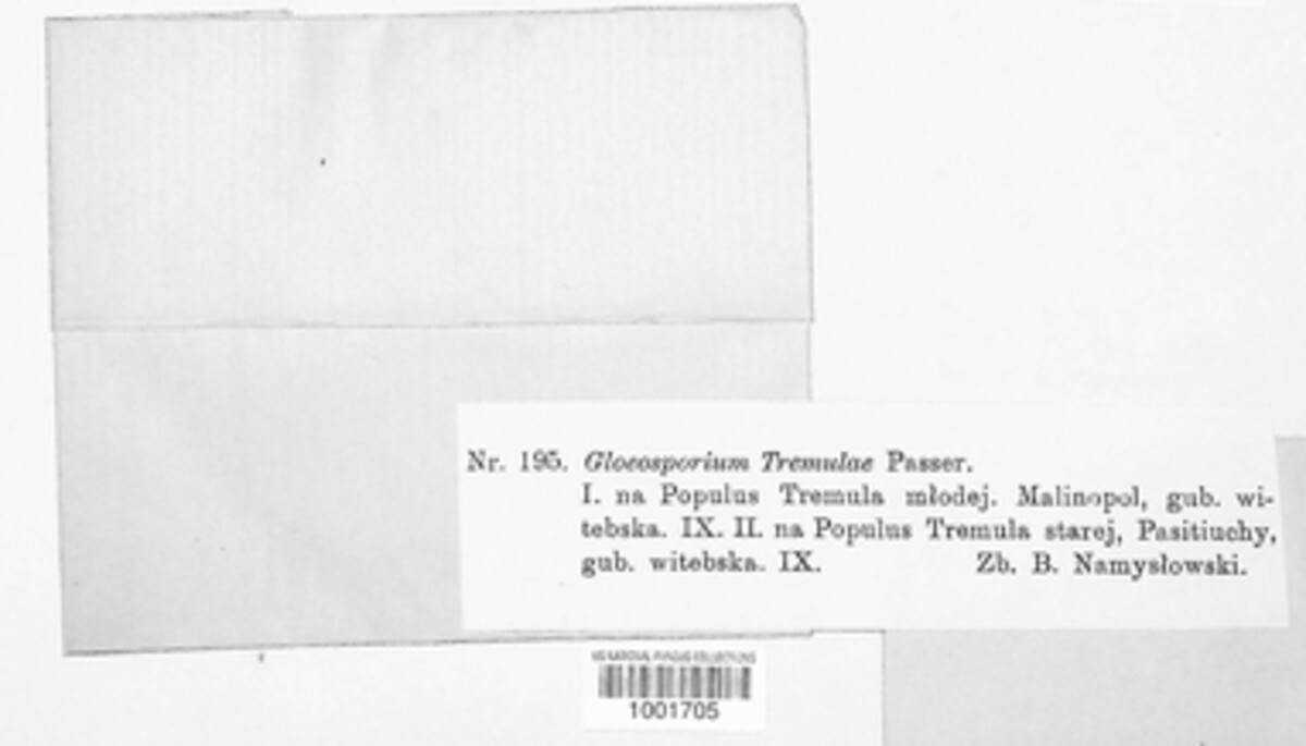 Titaeosporina image
